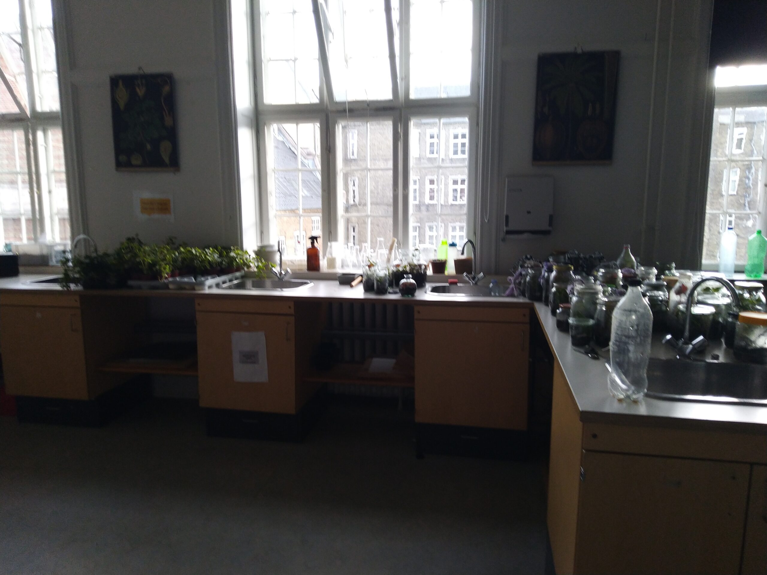 I natur/teknik er eleverne i fuld gang med at lave økosystemer i små glas.